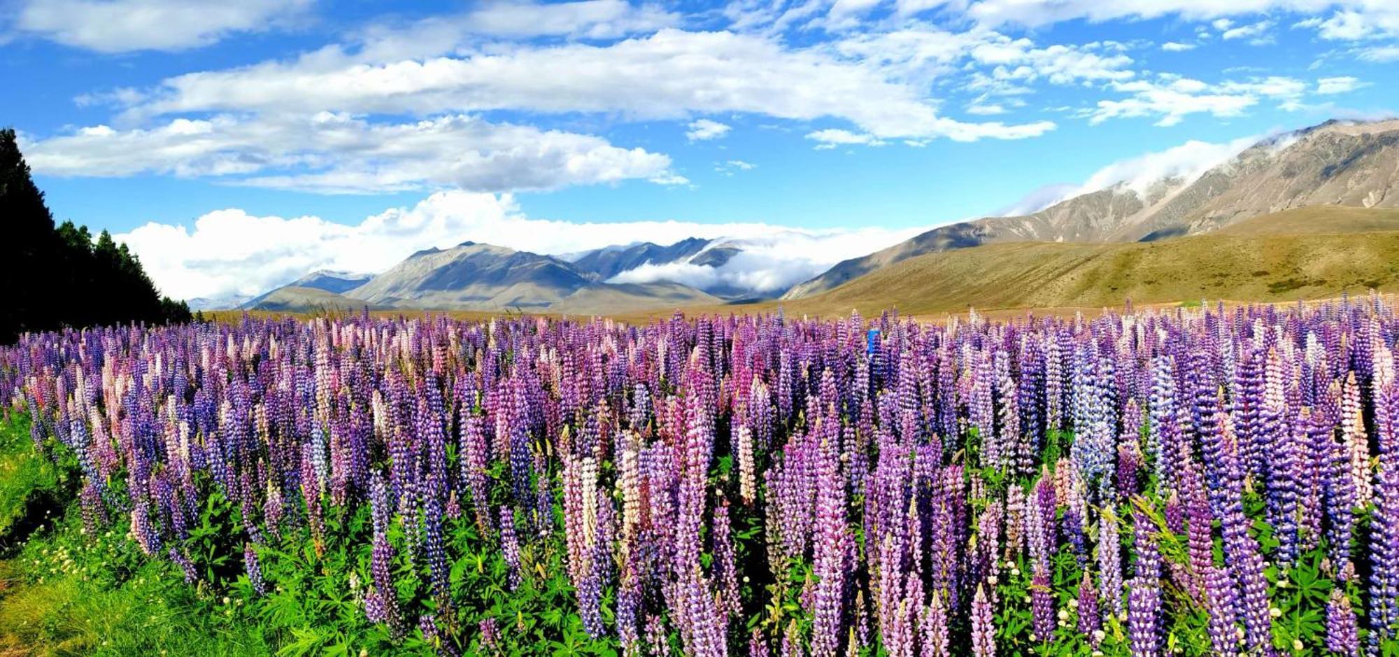 37 Galaxy C Studio Apartman Lake Tekapo Kültér fotó